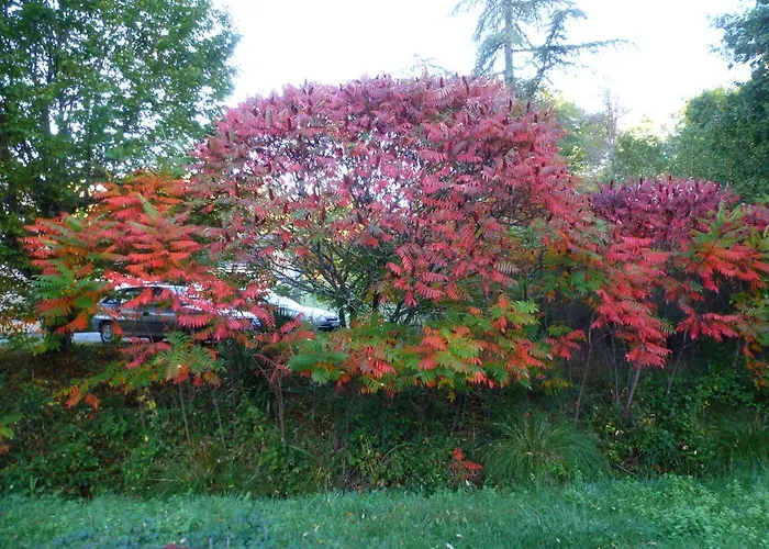 Parco vacanze La Petite Fagette Frayssinet-le-Gélat